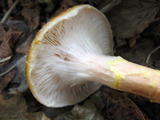 Il Genere Armillaria